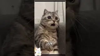 Is Your Cat Lazy&hellip; or SICK  😿 Warning Signs You Can&rsquo;t Ignore! #shorts #catlover #funny