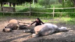 In harmony with horses