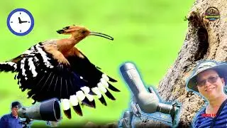 I discovered a bird's nest in a hollow in the ground and filmed it. Tổ  chim Đầu R&igrave;u trong lỗ đất
