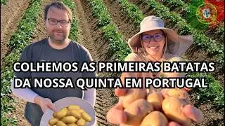 Primeira Colheita de Batatas e Dando um Trato no Terreno