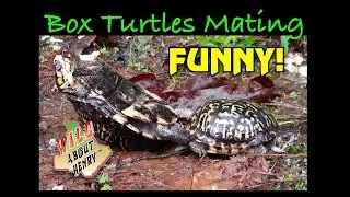 Georgia Eastern Box Turtles Mating &mdash; FUNNY!