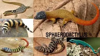 All Sphaerodactylus species/ all least Gecko species/Dwarf geckos