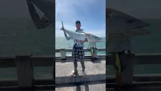 Massive Kingfish from Skyway Fishing Pier 🤯