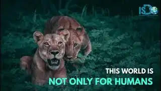LET'S GIVE VOICE TO VOICELESS | #isdo #savepets
