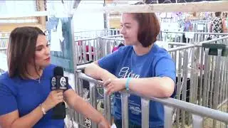 Erie County Fair Goat Competition