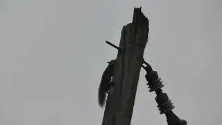 Gray squirrel mating