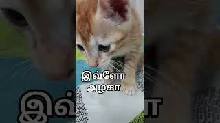 #comedycatvideo #cutecatmoments