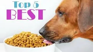 Top 5 BEST Dry Dog Food Brands for 2024!
