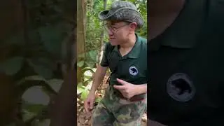 Sun Bear Rescue | Human in bear costume? 🐻 | BSBCC