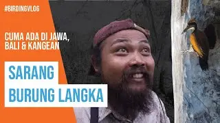 Ketemu Burung Langka! Mengamati Sarang burung Pelatuk Jawa!