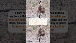 Rabbit or Hare #hare, #rabbit, #funfacts, #animals, #nature, #biology, #interestingfacts, #wildlife