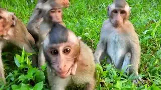 All baby eat food, Enjoy feeding the monkeys in the group Mahanokor