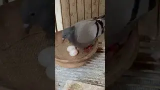 How to Make a Pigeon Nest 🪺🕊 #kalapati #pigeon #kabootar #kabutar #birdnest #eggbowl #pigeonnest