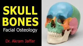 Osteology of the Skull: 7 The Face + Anki flashcards