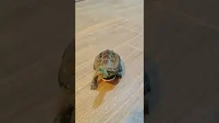 Turtle Scooter #turtle #tortoise #youtubeshorts  #shorts