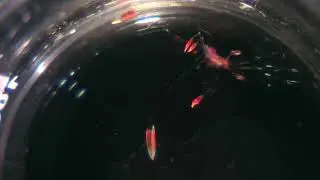 66 Days Post Hatch Skunk Cleaner Shrimp (Lysmata amboinensis) Larva