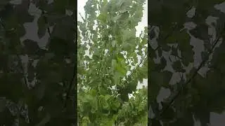 poplar ki 113 variety