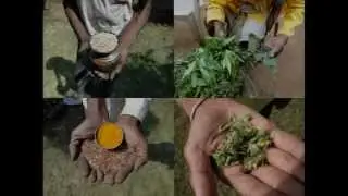 Medicinal Rice P5N Formulations for Oroxylum Excess: Pankaj Oudhia's Medicinal Plant Database