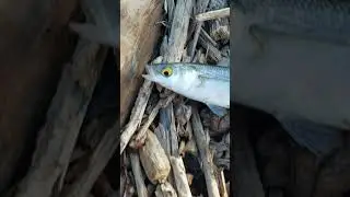 Yellow-eyed mullet