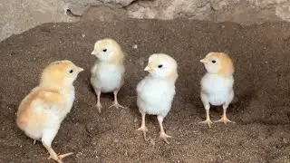 Aseel Murgi Ke New Born Aseel ChicksMadam Ke Baby Nikal Aye | Aseel Breeding Cage #shorts #aseelhens