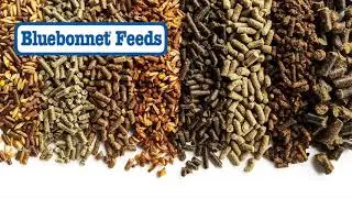 Equine Feed Manufacturing by Bluebonnet Feeds
