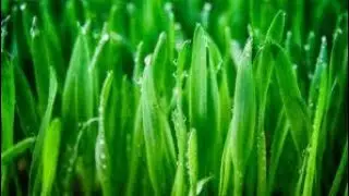 Principles pertaining to limiting factors|Liebig's Law|Shelford's Law|Law of limiting factors#notes