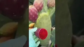 Amazing pink cactus fruit cutting || Agriculture technology #shorts