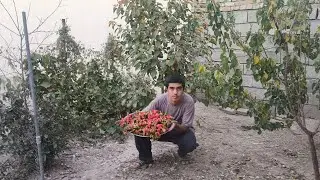 Harvest Day in the Village 🌶️ | Picking Fresh Peppers by Hand
