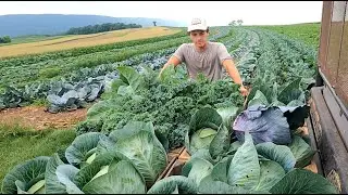 Early Season Vegetable Harvest