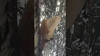 Black-eyed caveman in bearskin Icarus,s ancestor  the first human flight with wings from birch tree