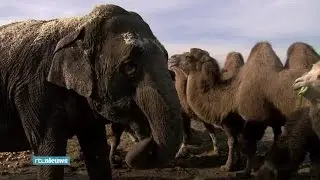 Circus neemt ondanks verbod olifant Karla mee naar - RTL NIEUWS