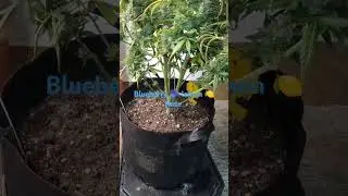 Day 109 from seed #harvest #autoflower #cannabiscommunity #shorts #seedsupreme