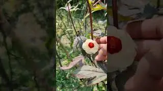 Farmers in Bangladesh Harvesting Winter Vegetables | #Farming | #vegitables 