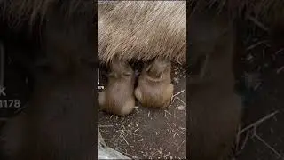 Baby capybaras drinking milk #capybara #cute #fyp