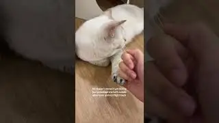 Golden Toto&rsquo;s Pinky Promise 😼💕 | Tiny Paw