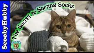 The Secret to Sorting Socks -- Cat Clips #320