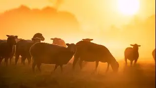 Sunrise Serenity: Relaxation Music for Stress Relief and Sleep