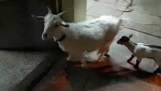 zing goat