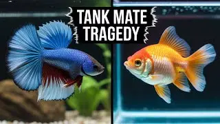 Betta Fish and Goldfish: A Compatibility Guide