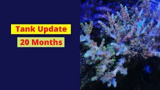 Reef Aquarium Update: 20 Months of Growth