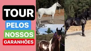 TOUR PELOS NOSSOS GARANHÕES