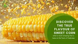 Farm To Table Sweet Corn Tasting Tour 