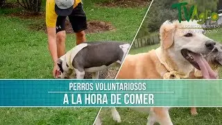 Como Poner Horarios a tu Perro para Comer - TvAgro por Juan Gonzalo Angel