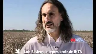 INTAInforma - El algod&oacute;n y el desarrollo territorial