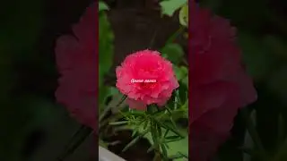 love story song original background divyansh #shortvideo #shortsfeed #shorts #nature