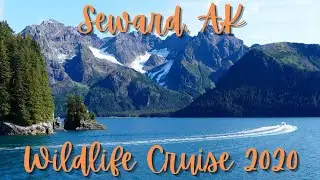 Seward Wildlife Cruise 2020