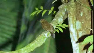 32 12 Scaly throated Leaftosser