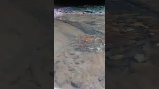 Spawning of Yellowfin Shiners & River Chug minnows attracting the trout on Grassy Fork Creek 7.21.22