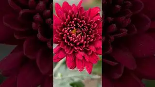Vivo X200 Super Macro Test 📸🔥💯#smartcornervlog#supermacro#macro#shorts