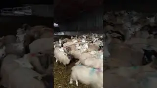 Meg loading lambs